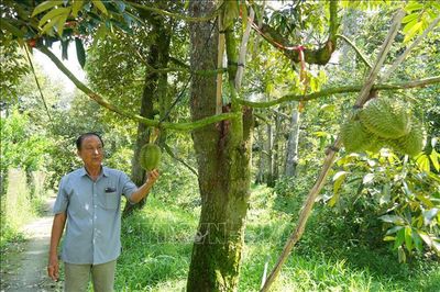 Lấy mã số vùng trồng làm nền tảng tăng giá trị trái cây xuất khẩu
