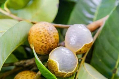 Trung Quốc phá “bức tường sinh sản”, tạo ra quả lai chưa từng có giữa vải và nhãn