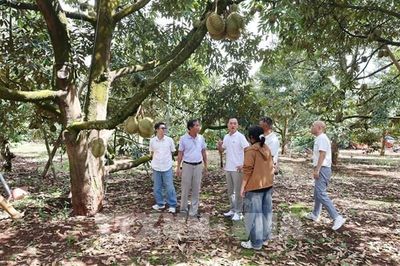 Trăm năm sầu riêng Đắk Lắk - Bài 1: 'Người gác gió' đi qua thế kỷ