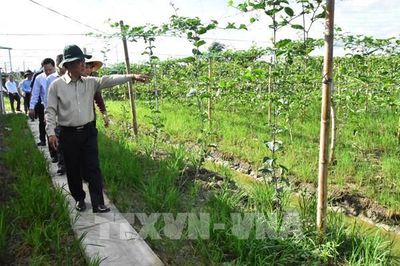 Liên kết chuỗi giá trị: Bệ phóng cho nông sản xuất khẩu ở Vĩnh Long