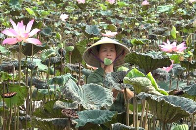 Mô hình kinh tế '3 trong 1' từ cây Sen