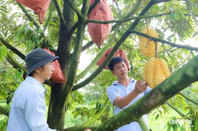 Nhiều điểm mới trong cấp mã số vùng trồng xuất khẩu