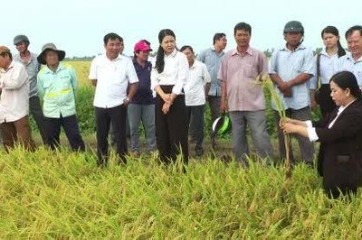 Xã Tân Hồng: Hiệu quả từ mô hình 'Canh tác lúa chất lượng cao và phát thải thấp gắn với tăng trưởng xanh'
