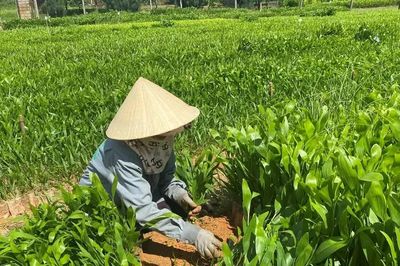 Sáp nhập 14 công ty lâm nghiệp thành Công ty TNHH Lâm nghiệp Gia Lai