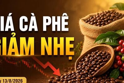 Giá cà phê hôm nay 13/8 giảm 500 đồng/kg, Robusta tiếp tục đi xuống