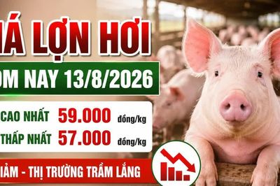 Giá lợn hơi hôm nay 13/8: 16 địa phương tiếp tục giảm giá