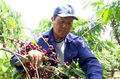 Nông nghiệp là trụ cột quan trọng ở Bảo Lâm 1