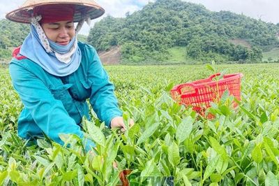 Cây chè trên vùng cao Phiêng Cằm