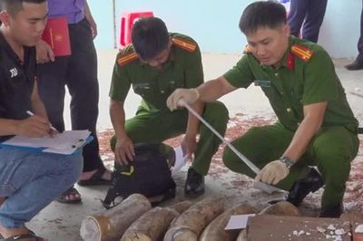 Gia Lai phá vụ giấu gần 1,2 tấn ngà voi trong lô gỗ từ Congo