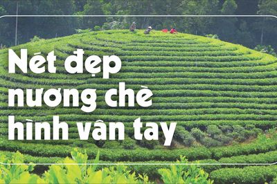 Nét đẹp nương chè hình vân tay