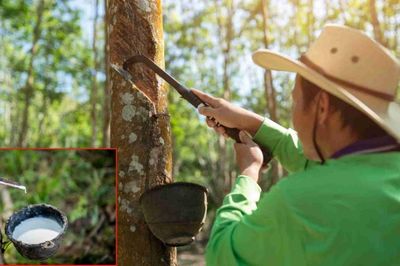 Ngày 13/8: Giá cao su thế giới duy trì đà tăng, trong nước ổn định