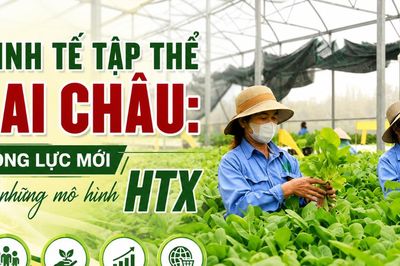 Kinh tế tập thể Lai Châu: Động lực mới từ những mô hình HTX