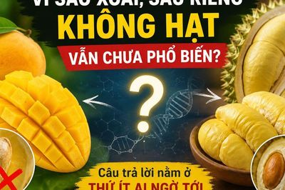 Vì sao xoài và sầu riêng không hạt vẫn là bài toán khó? Câu trả lời nằm ở thứ ít ai ngờ tới