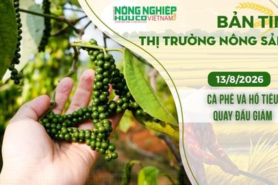 Thị trường nông sản 13/8/2026: Cà phê và hồ tiêu quay đầu giảm