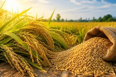 VFA kêu gọi doanh nghiệp chung tay hỗ trợ tiêu thụ lúa cho nông dân