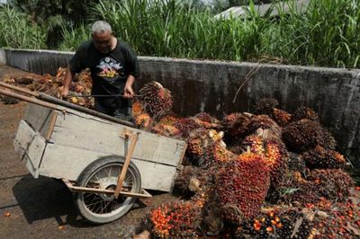 Malaysia phát triển chất làm mát trung tâm dữ liệu từ dầu cọ