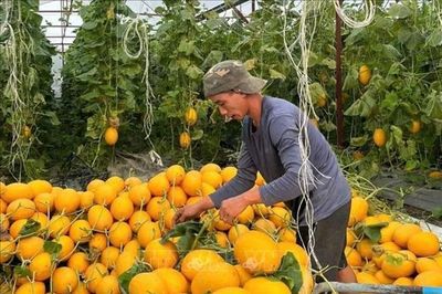 Hợp tác nông nghiệp Việt Nam - Canada còn nhiều dư địa tăng trưởng