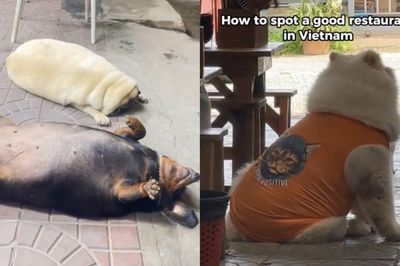 Khách Tây mách nhau bí quyết chọn quán ngon ở Việt Nam: Chó béo ngủ gật ở cửa