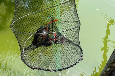 Bẫy bắt 50 con rùa tai đỏ ở Hồ Hoàn Kiếm