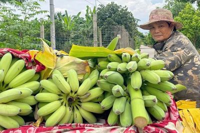 Phú Xuyên: Chuối rớt giá, người trồng vất vả tìm đầu ra