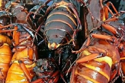 Nuôi loài côn trùng 'kỳ lạ', anh nông dân bỏ túi gần 8 tỷ đồng mỗi năm
