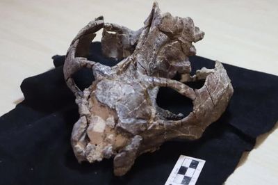 Hóa thạch 236 triệu năm 'viết lại' lịch sử sinh sản của động vật có vú