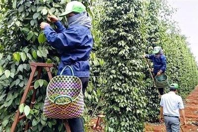 Xuất khẩu hồ tiêu: Gỡ điểm nghẽn, giữ đà tăng trưởng