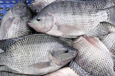 Xuất khẩu cá rô phi nhiều triển vọng