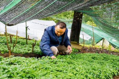 Ngọc Chiến nhân rộng mô hình dược liệu gắn với du lịch cộng đồng
