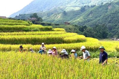 Mùa vàng Tả Van gọi bước chân du khách