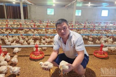 Phát triển bền vững ngành chăn nuôi gia cầm: Bài 1 - Tăng trưởng trong thử thách