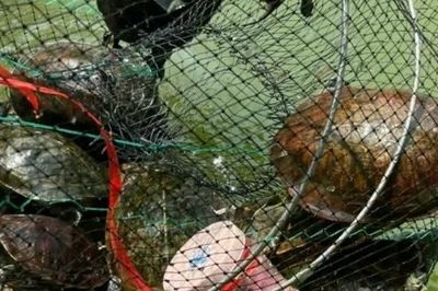 Tận thấy bẫy, bắt rùa tai đỏ ở hồ Hoàn Kiếm