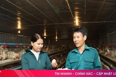 Nuôi gà siêu đẻ, mở hướng phát triển kinh tế cho nông dân xã Mai Hoa