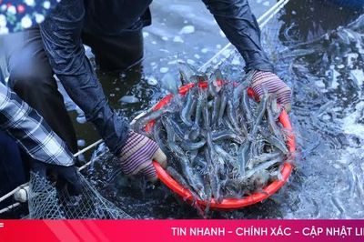 Giá tôm thương phẩm tại Hà Tĩnh giảm mạnh