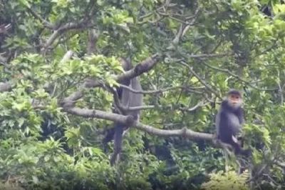 Tìm giải pháp bảo tồn loài linh trưởng trong sách Đỏ