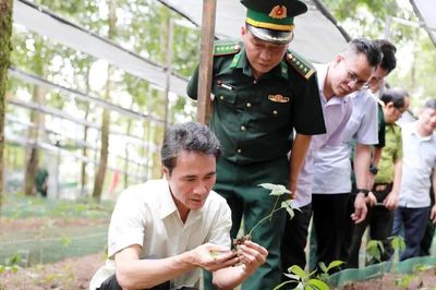 Bàn cơ chế, giải pháp phát triển sâm Lai Châu tại các xã biên giới