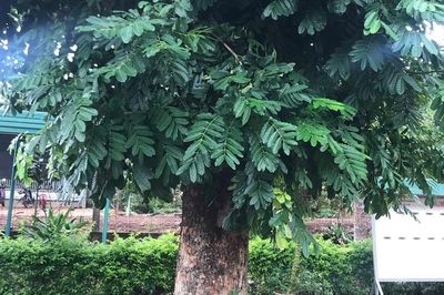 Giá mà cây biết nói?