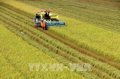 Cần Thơ định vị lúa gạo chất lượng cao trên thị trường