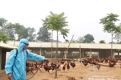 Khắc phục “điểm yếu” trong chăn nuôi gà thả vườn
