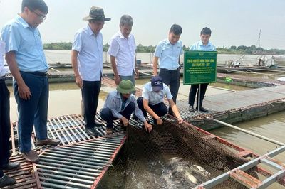 Trung tâm Khuyến nông Quốc gia đánh giá hiệu quả mô hình nuôi cá ngạnh trong lồng bè trên sông tại xã Trung Kênh