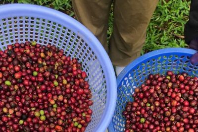 Giá cà phê hôm nay 14/8/2026: Ba phiên giảm liên tiếp, rơi về đáy tháng 8