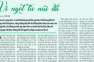 Vị ngọt từ núi đá