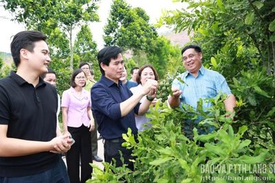 Đồng chí Bí thư Tỉnh ủy kiểm tra tình hình phát triển cây mắc ca