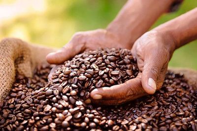 Giá cà phê hôm nay 14/8: Đồng loạt giảm khi xuất khẩu Colombia nối lại