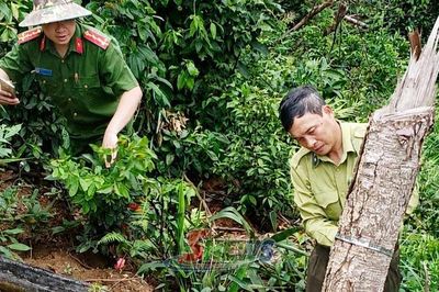 Đẩy mạnh quản lý, bảo vệ rừng