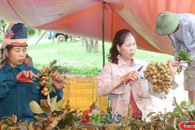 Xoài nhãn lên đồi