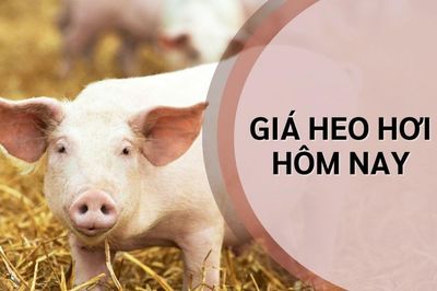Ngày 14/8: Giá heo hơi trên cả nước vẫn duy trì xu hướng giảm