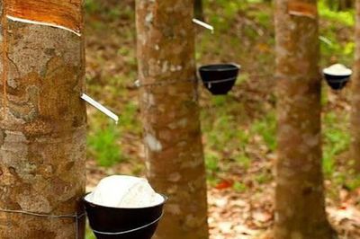 Thị trường tín chỉ carbon: Cơ hội tăng giá trị xuất khẩu cho cao su Việt Nam