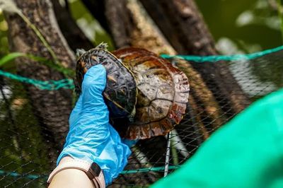 'Lọc' rùa tai đỏ, giữ cân bằng hệ sinh thái hồ Hoàn Kiếm