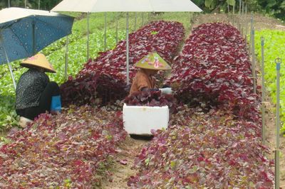Hà Nội kiểm soát an toàn thực phẩm trong sản xuất rau
